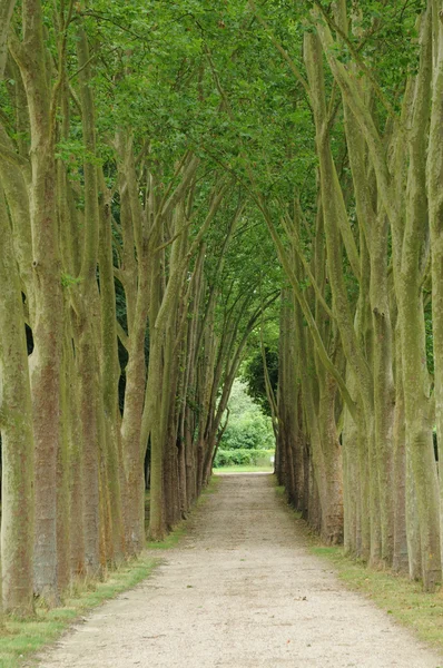 La France, le parc classique de Marly le Roi — Photo