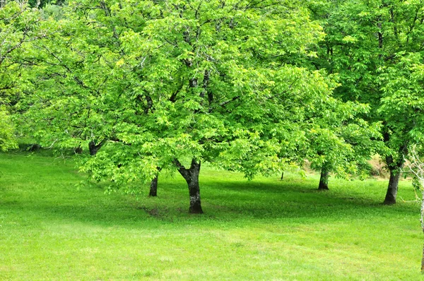 Uglans in Vitrac in Dordogna — Foto Stock