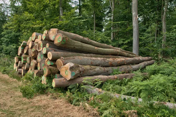 Franciaország, erdő lyons la foret, a Normandia — Stock Fotó