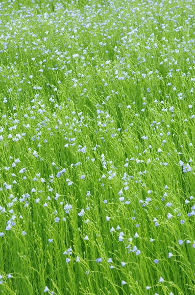 Campo de lino en Bois Guilbert en Normandía — Foto de Stock