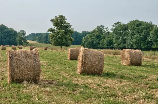 Balya saman normandie bir alanda — Stok fotoğraf