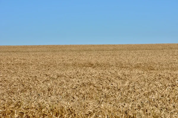 Ableiges, un champ de blé à Val d Oise — Photo