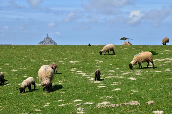 Ovce na louce poblíž mont saint michel v normandie — Stock fotografie