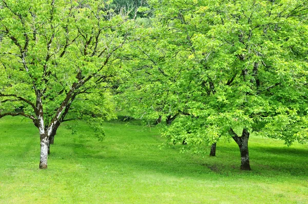 Vitrac dordogne içinde içinde uglans — Stok fotoğraf