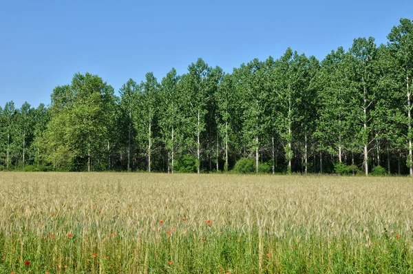 Dordogne, campo de trigo en Saint Vincent le Paluel —  Fotos de Stock