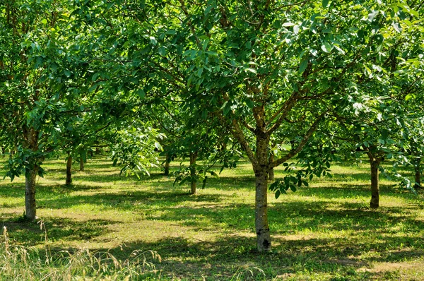 Juglans i byn sainte-mondane — Stockfoto