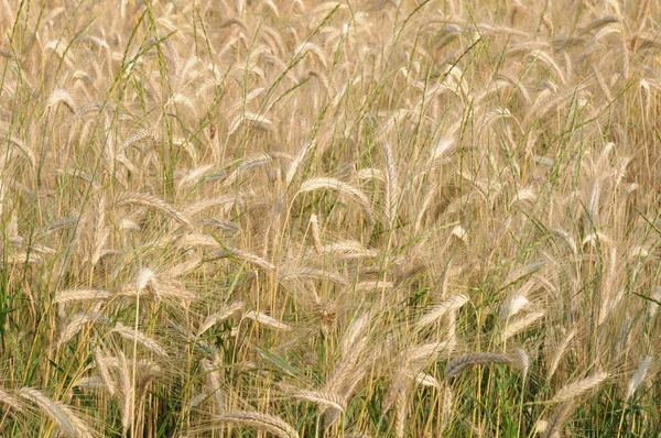 Закрытие пшеничного поля в Перигорде — стоковое фото