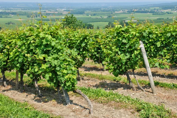 Francia, vigneto di Monbazillac in Dordogna — Foto Stock