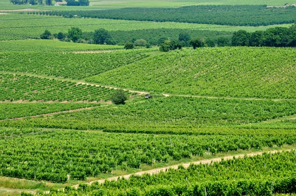 Francie, vinice monbazillac v dordogne — Stock fotografie