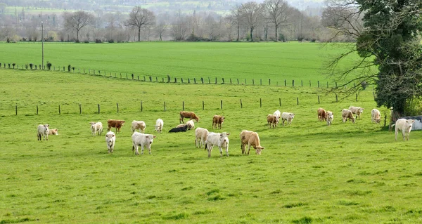 Normandie, mucca in un prato a Isigny le buat — Foto Stock