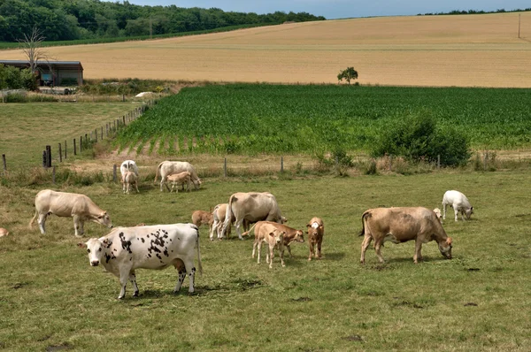 Normandie, kor på en äng i Touffréville — Stock fotografie