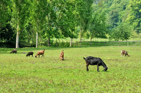 Cabra na fazenda do castelo Canon na Normandia — Fotografia de Stock