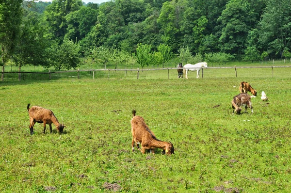 Cabra na fazenda do castelo Canon na Normandia — Fotografia de Stock