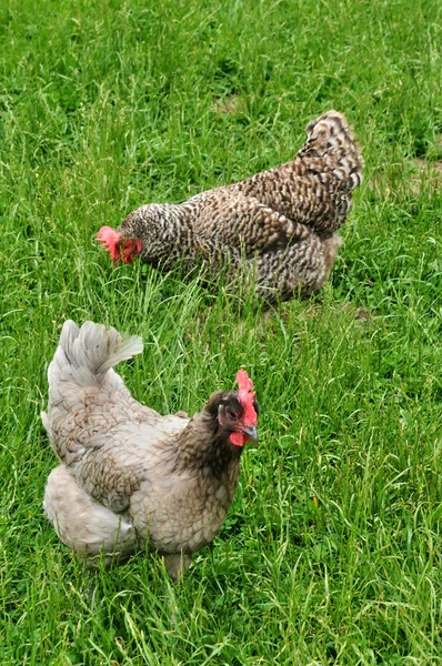 Höna i gården av canon slott i normandie — Stockfoto