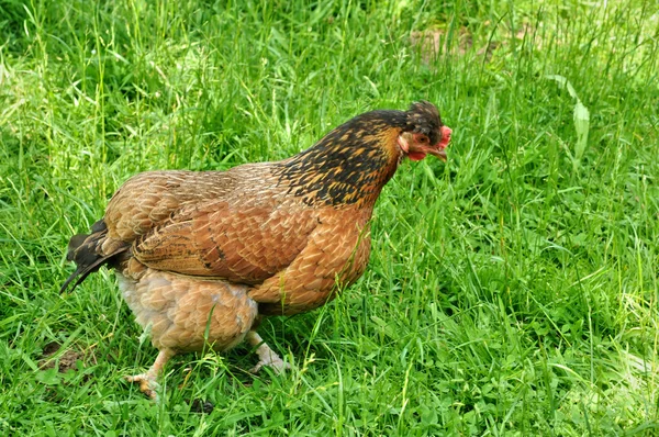 Hen in the farm of Canon castle in Normandie — Stock Photo, Image