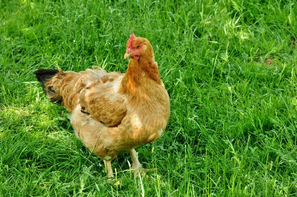 Hen in the farm of Canon castle in Normandie — Stock Photo, Image