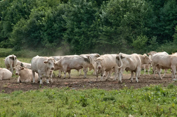 Normandie, vacas en un prado en Lisors —  Fotos de Stock