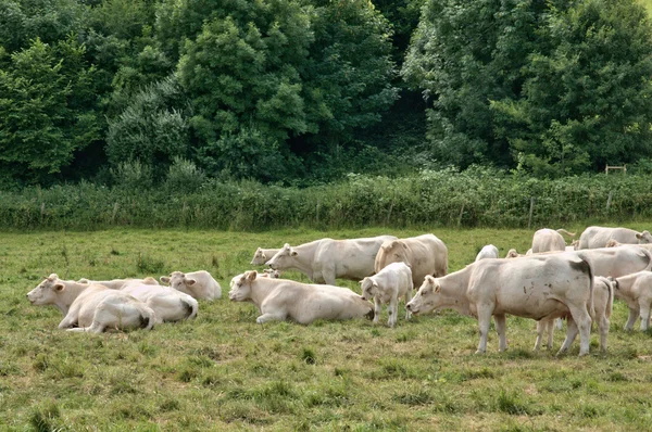 Normandie, cows in a meadow in Lisors — Stock Photo, Image