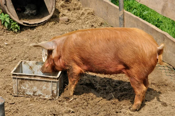 Schwein auf dem Bauernhof von Canon Castle in der Normandie — Stockfoto