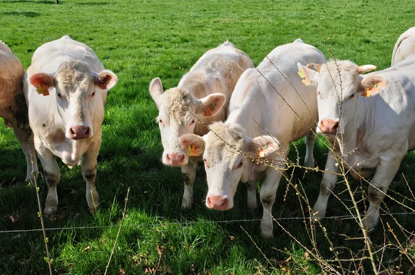 Normandie, cows in meadow in Soligny la Trappe — Stock Photo, Image