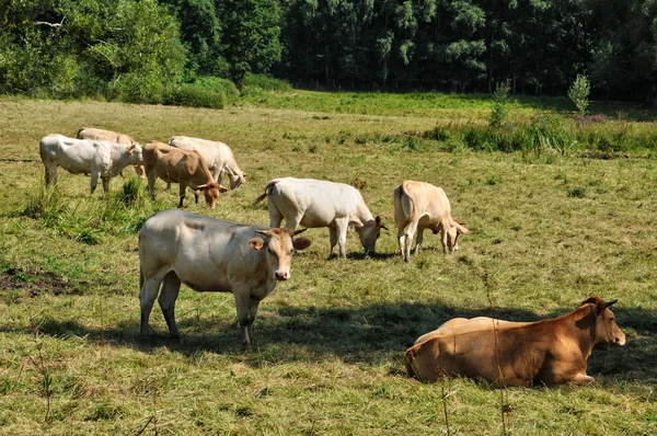 Francie, krávy na louce v bois des saint lambert v les yveli — Stock fotografie