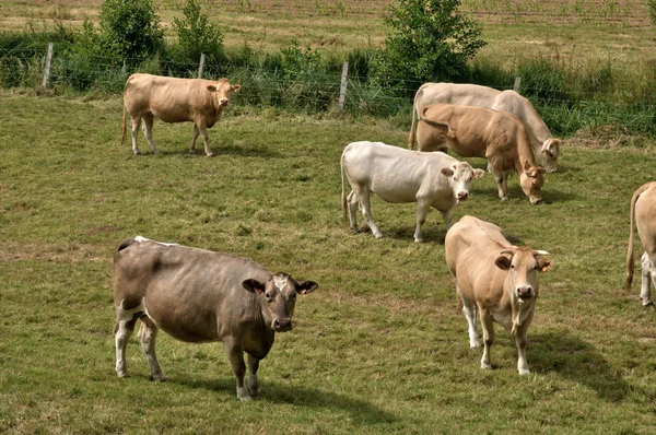 Normandie, kor på en äng i Touffréville — Stock fotografie