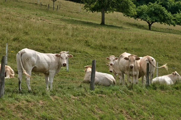 Normandie, mucche in un prato a Touffreville — Foto Stock