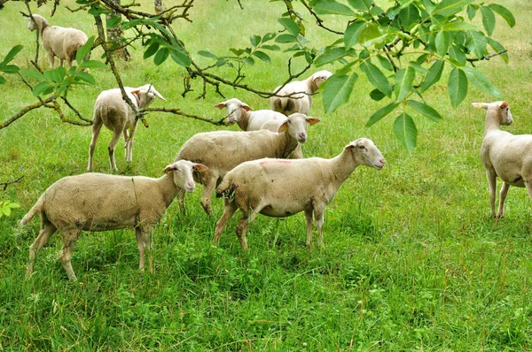 Francia, ovejas en Proissans en Dordoña — Foto de Stock