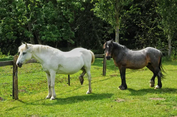 ノルマンディーでキヤノン城の農場の馬 — ストック写真