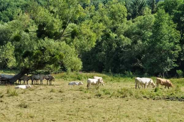 Francia, mucche in un prato a Saint Lambert des Bois in les Yveli — Foto Stock