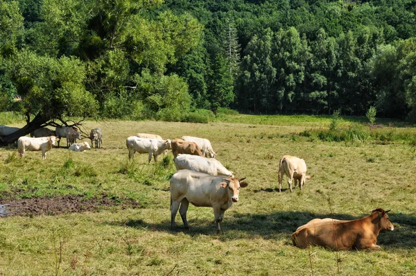 Frankreich, kühe auf einer weide in saint lambert des bois in les yveli — Stockfoto