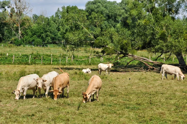 Francie, krávy na louce v bois des saint lambert v les yveli — Stock fotografie
