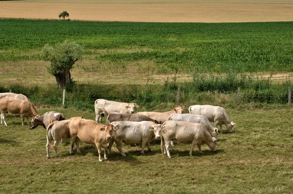 Normandie, kor på en äng i Touffréville — Stockfoto