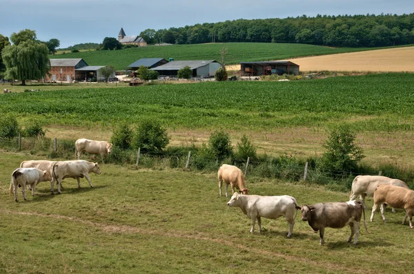 Normandie, cows in a meadow in Touffreville — Stock Photo, Image