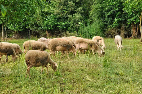 France, moutons à Proissans en Dordogne — Photo