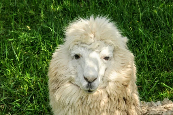 Alpaca in de boerderij van canon kasteel in Normandië — Stockfoto