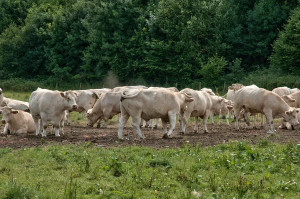 Normandie, vacas en un prado en Lisors —  Fotos de Stock