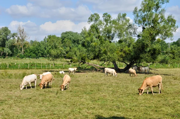 França, vacas em um prado em Saint Lambert des Bois in les Yveli — Fotografia de Stock