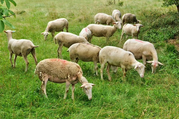 Fransa, dordogne içinde proissans koyun — Stok fotoğraf