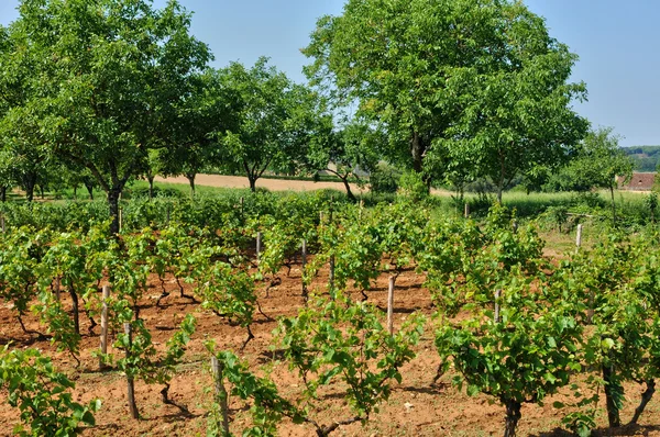 Walnut trees in Saint Crepin et Carlucet — Stock Photo, Image