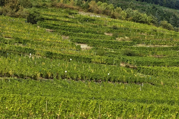 France, vineyard of Kaysersberg — Stock Photo, Image