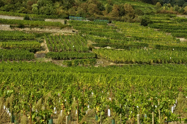 Francia, viñedo de Kaysersberg — Foto de Stock