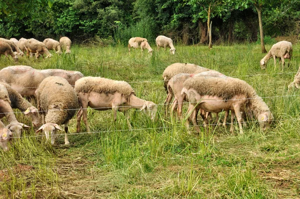 Francia, ovejas en Proissans en Dordoña — Foto de Stock