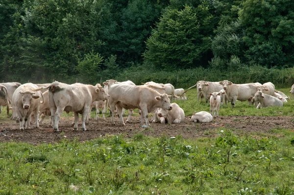 Normandie, vacas en un prado en Lisors —  Fotos de Stock