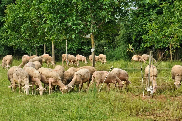Francie, ovce v proissans v oblasti dordogne — Stock fotografie