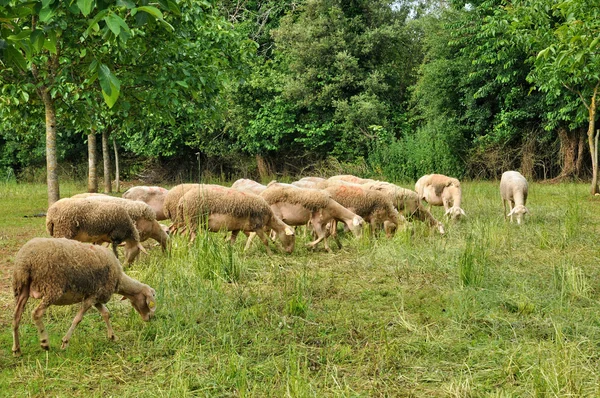 France, sheep in Proissans in Dordogne — Stock Photo, Image