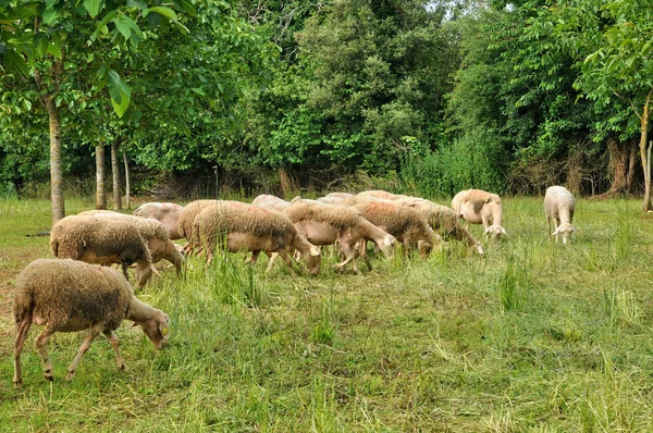 Francja, owiec w proissans w dordogne — Zdjęcie stockowe