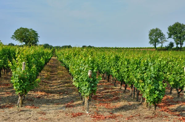 Gironde, a vinha de Sauternais no verão — Fotografia de Stock