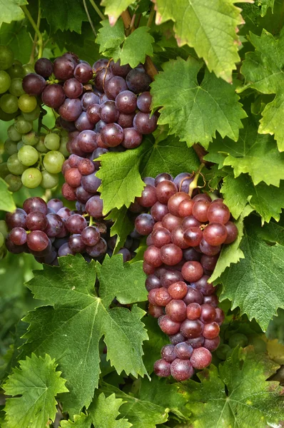 Franciaország, kis falu a Colmar Elzászbanlivre de lecture de femme et jour rêver à la maison de jardin. femelle jouissant relaxant de conférence et de tranquillité devant sa maison de campagne — Stock Fotó