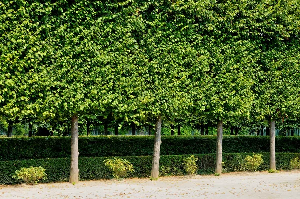 Francia, Maria Antonietta tenuta nel parco di Palazzo Versailles — Foto Stock